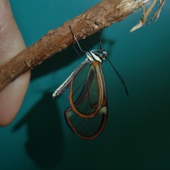 Episcada hymenaea hymenaea