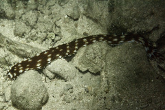 Holothuria hilla