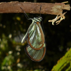 Episcada hymenaea hymenaea