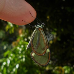 Episcada hymenaea hymenaea