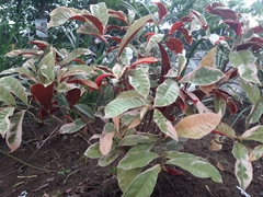 Excoecaria cochinchinensis