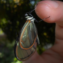 Episcada hymenaea hymenaea