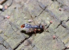 Ectatomminae
