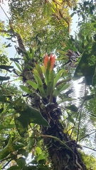 Vriesea erythrodactylon