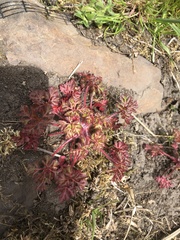 Geranium robertianum
