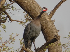 Numida meleagris galeatus