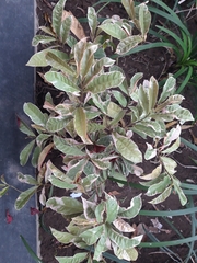 Excoecaria cochinchinensis