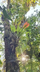 Vriesea erythrodactylon