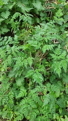 Anthriscus sylvestris