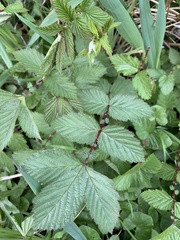 Filipendula ulmaria
