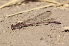 Argia pallens