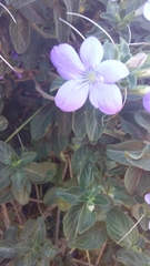 Barleria obtusa