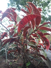 Excoecaria cochinchinensis