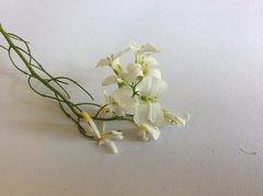 Arabis procurrens