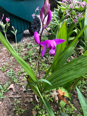 Bletilla