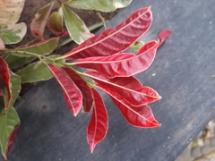 Excoecaria cochinchinensis