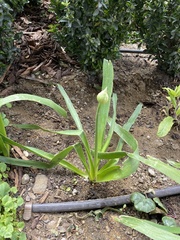 Agapanthus