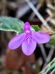 Siphonoglossa sessilis