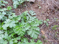 Heracleum sosnowskyi