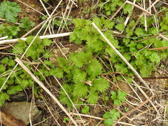 Urtica dioica