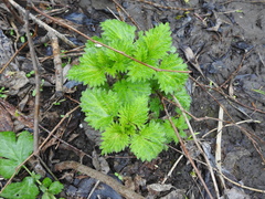 Urtica dioica