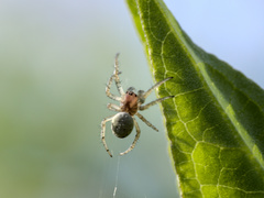 Araniella