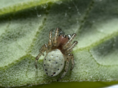 Araniella