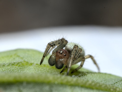Araniella