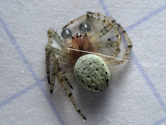 Araniella