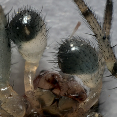 Araniella