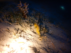 Hippocampus jayakari