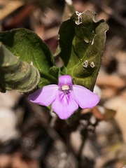 Siphonoglossa sessilis