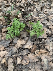 Anthriscus sylvestris