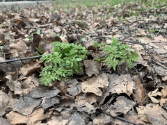 Anthriscus sylvestris