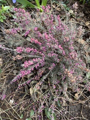 Angiospermae
