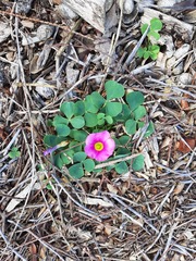 Oxalis purpurea