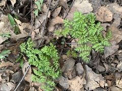 Anthriscus sylvestris