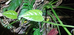 Cissus pteroclada