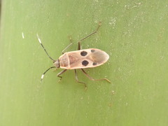 Physopelta fusciscutellata