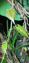 Cissus pteroclada