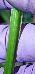 Cissus pteroclada