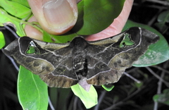 Holocerina smilax