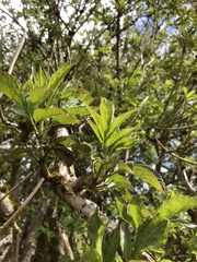 Sambucus nigra
