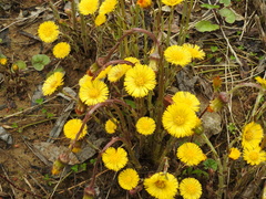 Tussilago farfara