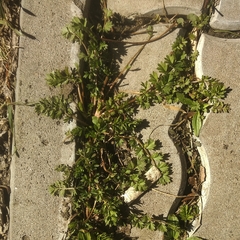 Potentilla