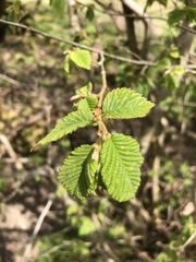 Ulmus glabra