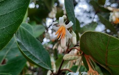 Styrax ferrugineus