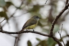 Microeca flavigaster