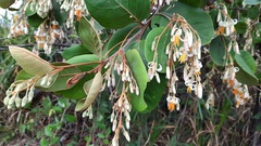Styrax ferrugineus