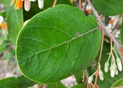 Styrax ferrugineus